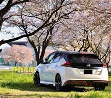 桜もそろそろ