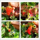 今朝も２粒🍓🍓
