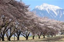 北杜の桜巡りから桃源郷へ R1200RT 北杜の桜巡りから桃源郷へ R1200RT
