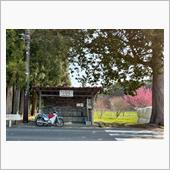 桜満開　カブ散歩