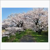 【福井ローカル】汐見公園の桜 ...