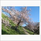 お花見サイクリング2022。