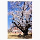 新府の桃・清春芸術村の桜・神 ...