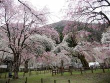 秩父・長瀞 しだれ桜巡り