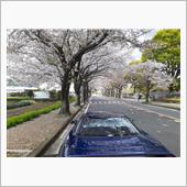 桜とNSX vol.1 ry ...