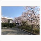 桜は散り際が美しい❓
