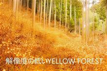 解像度の低いYELLOW FOREST　(本谷のミツマタ)