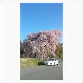 早朝、桜ドライブ