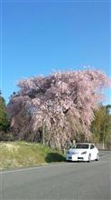 早朝、桜ドライブ 