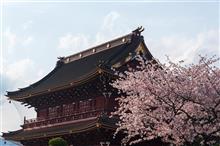 富士山麓で花を追う! 富士山麓で花を追う!