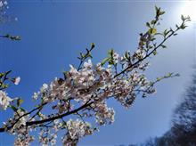 妙義桜の里