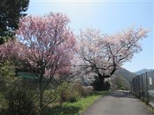 小原宿の桜