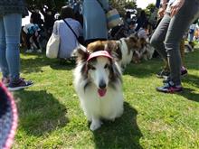 横浜でドッグラン