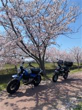 5速モンキーレンタル