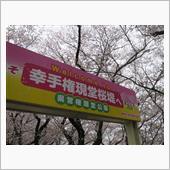 アバルトで桜ドライブ