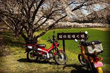 【クロスカブ】桜リベンジ