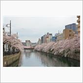 大岡川の桜