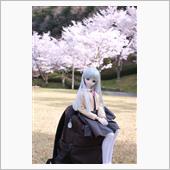 桜🌸を追って…。