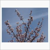 今年の桜 2022/04/1 ...