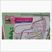 赤城南面千本桜