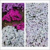 ご近所の芝桜