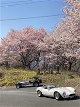 満開の桜と4と7