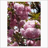 ｻｲｰﾀﾏの桜 2022/4 ...