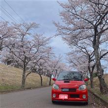 桜とコラボ🌸