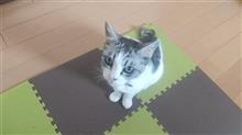 チャオチュール😸