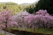 あきつの小野公園・桜（2022年）