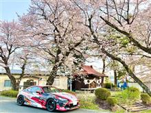 桜とジムカーナ86