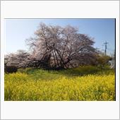 樹齢800年 狩宿の下馬桜を ...