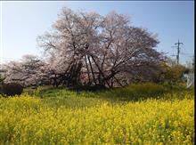 樹齢800年 狩宿の下馬桜を見に富士宮へ🌸プチゆるキャン△聖地巡礼