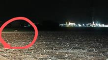 埼玉きつね出没地点！