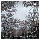 鎌倉お花見ランニング