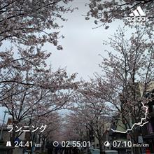 鎌倉お花見ランニング
