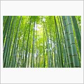 風が語りかけます
