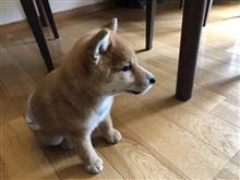 柴犬を飼う事になりました