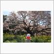 吉高の大桜2022