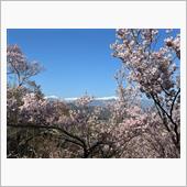 高遠桜を見にアルファスパイダ ...