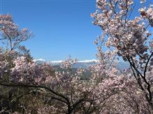 高遠桜を見にアルファスパイダーでドライブ