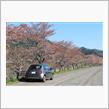 2022/4/9　「正」でランチ～やま康の枝垂桜