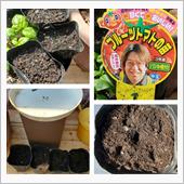 バジルの種を植えました🌿