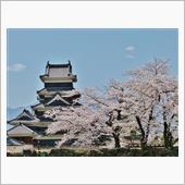 花見旅行・長野県／松本城。