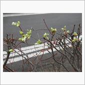 気温、高過ぎ