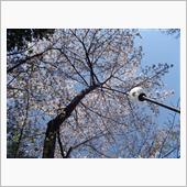 ソメイヨシノ🌸最後の見頃…