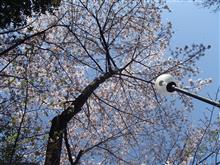 ソメイヨシノ🌸最後の見頃…