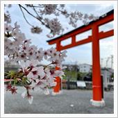 桜が咲きました🌸 #08  ...