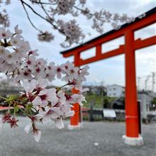 桜が咲きました🌸 #08 〜 夜桜の翌日 満開桜と少しだけ富士山と🗻✨