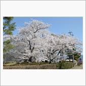 いつもの公園で桜満開